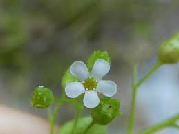 Image result for Samolus