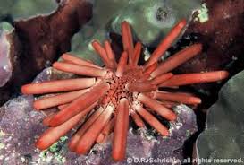 Snorkel at hanauma bay nature preserve. Hanauma Bay Nature Preserve 3824 Photos 1649 Reviews Parks 100 Hanauma Bay Rd Hawaii Kai Honolulu Hi Phone Number