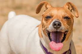 Turbo The Dog And Bluey The Cat And Others Need Homes Heraldnet Com Dogs Cats Animals