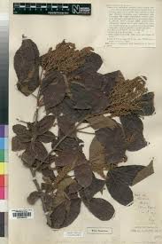 Image result for Allophylus pseudopaniculatus