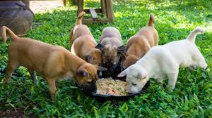 Increase the amount of the new food each day. Feeding A Puppy A Complete Guide Dogtime