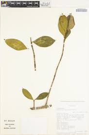 Image result for Garcinia kingaensis