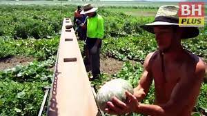 Laporan soal tinggal, studi dan kerja di australia bisa anda dapatkan hanya di abc indonesia dan bergabunglah bersama komunitas kami di facebook abc indonesia. Gaji Rm6 000 Petik Buah Di Australia Youtube
