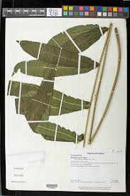 Image result for Blotiella currorii