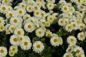 Image result for Chrysanthellum indicum