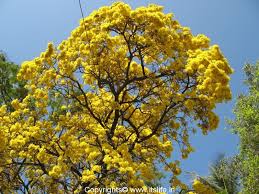 Tree with yellow flowers india. Tabebuia Aurea