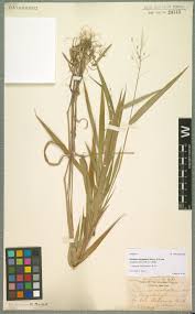 Image result for Xerophyta equisetoides