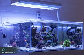 The aquascape is not the only noteworthy feature of the vp corals sps reef tank as it uses metal halides & t5 fluorescent lights, what some might consider 'legacy' aquarium lighting. 10 Step By Step Tips To Easily Create A Perfect Reef Tank Aquascape