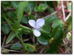 kinmatsu s realms 葶花水竹葉murdannia edulis stokes faden plants