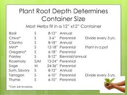 Plant Root Depth Determines Container Size Most Herbs Fit In