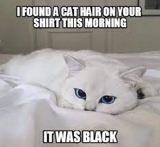 70 Most Hilarious White Cat Meme Funny White Cat Images Cat Memes White Cat Meme Cats