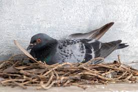 Stadttaube ( columba livia forma domestica) die stadttaube oder straßentaube ist ein vogel aus der familie der tauben (columbidae). 6 Methoden Um Tauben Zu Vertreiben Selbermachen De