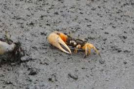 Image result for Toddalia crenulata