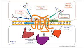 Bridging The Gap Bitopic Ligands Of G Protein Coupled Receptors Trends In Pharmacological Sciences