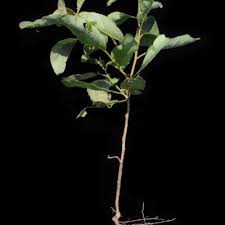 Image result for Solanum campylacanthum 'panduriforme type'