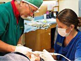 When your dog has a healthy mouth and healthy dog teeth, bad breath won't be a problem. Preventive Dental Care Preventive Dentists