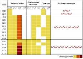 Distribution Of Antibiotic Resistance Genes And Phenoty Open I