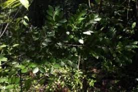 Image result for Diospyros mweroensis