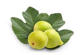 Call us today and experience the moon valley difference! Fruit Trees Store The Plant Foundry