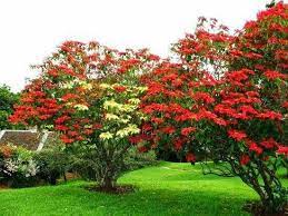 Poinsettias Growing In Native Mexico Trees To Plant Organic Gardening Plants