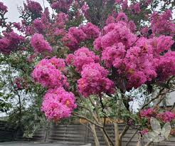 Order fresh online today for fast doorstep delivery! Lagerstroemia Indica X Fauriei Zuni Crepe Myrtle Purple Trees Speciality Trees