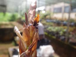 Image result for Bulbophyllum schinzianum