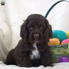 The english cocker spaniel is a breed of gun dog. Chocolate Cocker Spaniel Puppy For Sale In Pennsylvania