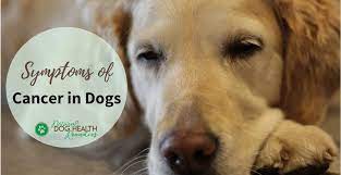 Lung cancer in dogs causes signs treatment canna pet / early diagnosis could save your pet's life. Symptoms Of Dog Cancer Be Aware Of These Signs