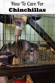How To Take Care Of Chinchillas As Pets Chinchilla Pet Chinchilla Chinchilla Cage