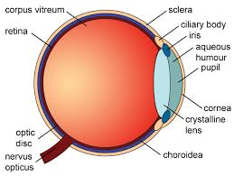 Anatomy Of The Eye Red Rover Ventures