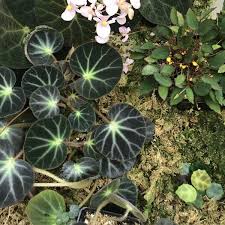 Image result for Begonia oxyloba