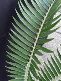 Image result for Encephalartos munchii