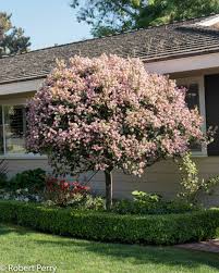 Image result for Rhaphiostylis