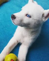 Pin On Puppies