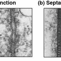 Maybe you would like to learn more about one of these? Pdf Occluding Junctions Of Invertebrate Epithelia
