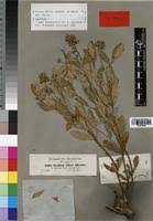 Image result for Ocimum urundense