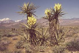 Yucca Schidigera