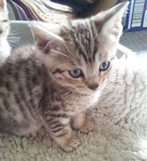 Katt Katt Snow Bengal Cat For Sale Uk