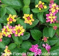 Maybe you would like to learn more about one of these? 29 Garden Ideas Garden Plants Perennials