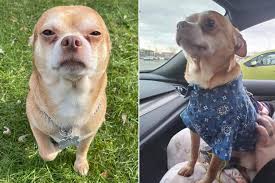 All members of the household where the dog is going to live must meet the dog. Demonic Chihuahua Finds A New Home With Connecticut Woman