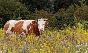 Can Mcdonald S Help Solve Climate Change Climate Change Energy News Green Energy
