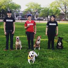 Downtown dogs chicago's puppy preschool is a great way to develop a solid foundation for life. The 6 Best Dog Training Classes Around Chicago Care Com