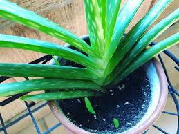 Maybe you would like to learn more about one of these? Aloe Plant Care The Complete Indoor Growing Guide
