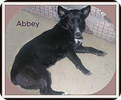La place riverlands spca la place, louisiana 70069 st. Canton Oh Corgi Meet Abbey A Pet For Adoption