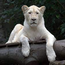 African White Lion Female Ouwehand Zoo Rhenen Female Lion White Lion Animals