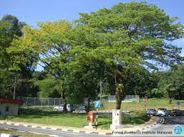 Definisi 'pokok hujan' di kbbi adalah mendung. Samanea Saman Pokok Pokok Hujan Hujan Berbentuk Payung Institut Penyelidikan Perhutanan Malaysia