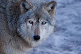 Wolves are highly social animals and live in packs. How Trump Unleashed Outright Slaughter Of Wolves In Wisconsin Study Salon Com