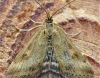 Image result for Pyrausta despicata
