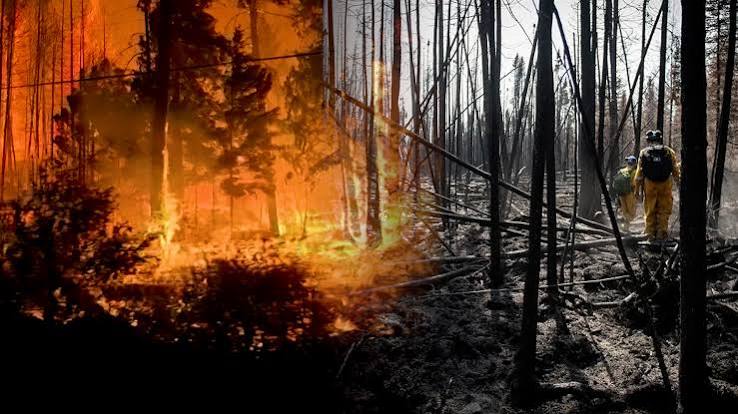 Future of wildfires: What will happen to Canada's scorched forests as fires worsen? - National | Globalnews.ca
