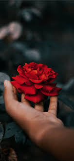 We did not find results for: Rose Iphone X Wallpapers Free Download